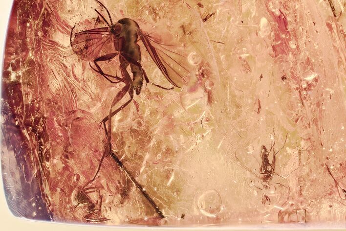 Detailed Fossil Spider and Fungus Gnats in Baltic Amber #357777